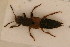 (Staphylinus iringanus - NRB 1096)  @12 [ ] Copyright (2011) NMK National Museums of Kenya