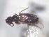  (Anthicus sp - 13323-AnthA03)  @11 [ ] Copyright (2012) Fabian Haas icipe