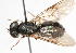  (Chloromyia tuberculata - 14478-StratiomyiidD12)  @14 [ ] Copyright (2011) RS Copeland Unspecified