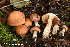  (Cortinarius phaeochrous - MQ22-KEG003-HRL3424)  @11 [ ] Copyright (c) (2021) Renee Lebeuf Mycoquebec