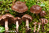  (Cortinarius boreasensis - MQ22-KEG016-HRL3437)  @11 [ ] Copyright (c) (2021) Renee Lebeuf Mycoquebec