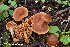  (Cortinarius acutus - MQ22-KEG023-HRL3444)  @11 [ ] Copyright (c) (2021) Renee Lebeuf Mycoquebec