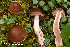  (Cortinarius illuminus - MQ22-KEG029A-HRL3450A)  @11 [ ] Copyright (c) (2021) Renee Lebeuf Mycoquebec