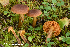  (Cortinarius pellstonianus - MQ22-KEG044-HRL3465)  @11 [ ] Copyright (c) (2021) Renee Lebeuf Mycoquebec