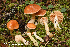  (Cortinarius vibratilis - MQ22-KEG050-HRL3471)  @11 [ ] Copyright (c) (2021) Renee Lebeuf Mycoquebec