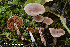  (Cortinarius privignipallens - MQ22-KEG059-HRL3480)  @11 [ ] Copyright (c) (2021) Renee Lebeuf Mycoquebec