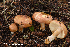  (Russula sapinea - MQ22-KEG061-HRL3482)  @11 [ ] Copyright (c) (2021) Renee Lebeuf Mycoquebec