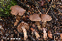  (Cortinarius fillionii - MQ22-KEG062-HRL3483)  @11 [ ] Copyright (c) (2021) Renee Lebeuf Mycoquebec