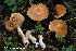  (Cortinarius pluvius - MQ22-KEG068-HRL3489)  @11 [ ] Copyright (c) (2021) Renee Lebeuf Mycoquebec