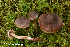  (Cortinarius fuscodiscus - MQ22-KEG069-HRL3490)  @11 [ ] Copyright (c) (2021) Renee Lebeuf Mycoquebec