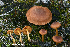  (Cortinarius croceus - MQ22-KEG080-HRL3501)  @11 [ ] Copyright (c) (2021) Renee Lebeuf Mycoquebec