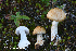  (Cortinarius fulvo-ochrascens - MQ22-KEG081-HRL3502)  @11 [ ] Copyright (c) (2021) Renee Lebeuf Mycoquebec