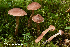  (Cortinarius orasericeus - MQ22-KEG083-HRL3504)  @11 [ ] Copyright (c) (2021) Renee Lebeuf Mycoquebec