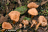  (Lactarius alpinus var. mitis - MQ22-KEG091-HRL3512)  @11 [ ] Copyright (c) (2021) Renee Lebeuf Mycoquebec