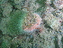  (Hydractinia sp - PS Hydractinia sp. 01)  @11 [ ] Unspecified (default): All Rights Reserved  Unspecified Unspecified