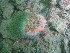  ( - PS Hydractinia sp. 02)  @11 [ ] Unspecified (default): All Rights Reserved  Unspecified Unspecified