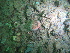  ( - PS Hydractinia sp. 02)  @11 [ ] Unspecified (default): All Rights Reserved  Unspecified Unspecified