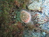  ( - PS Hydractinia sp. 02)  @11 [ ] Unspecified (default): All Rights Reserved  Unspecified Unspecified