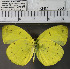  (Eurema nicevillei nicevillei - YB-KHC350)  @11 [ ] No Rights Reserved  Unspecified Unspecified