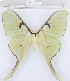  (Actias maenas - YB-khc8167)  @14 [ ] Unspecified (default): All Rights Reserved  Unspecified Unspecified