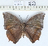  (Charaxes bemardus - CCDB03529_E03)  @14 [ ] No Rights Reserved  Unspecified Unspecified