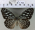  (Ideopsis similis - YB-KHC6751)  @14 [ ] No Rights Reserved  Unspecified Unspecified