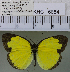  (Eurema andersoni - YB-KHC6854)  @14 [ ] No Rights Reserved  Unspecified Unspecified