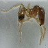  (Pheidole ADC9971 - YB-KHC51404)  @12 [ ] No Rights Reserved  Unspecified Unspecified