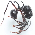  (Polyrhachis furcata - YB-KHC51412)  @13 [ ] No Rights Reserved  Unspecified Unspecified