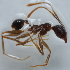  (Pheidole sp. 4MKC - YB-KHC51444)  @11 [ ] No Rights Reserved  Unspecified Unspecified