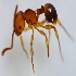  (Pristomyrmex sp. 3MKC - YB-KHC52976)  @11 [ ] No Rights Reserved  Unspecified Unspecified