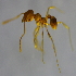  (Pheidole sp. 8MKC - YB-KHC53025)  @11 [ ] No Rights Reserved  Unspecified Unspecified
