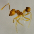  (Pheidole ADC9716 - YB-KHC53039)  @12 [ ] No Rights Reserved  Unspecified Unspecified