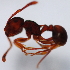  (Pristomyrmex sp. 4MKC - YB-KHC53053)  @11 [ ] No Rights Reserved  Unspecified Unspecified