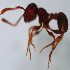  (Pristomyrmex sp. 4MKC - YB-KHC53054)  @11 [ ] No Rights Reserved  Unspecified Unspecified