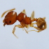  (Pheidole ADD4737 - YB-KHC53132)  @13 [ ] No Rights Reserved  Unspecified Unspecified