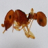  (Tetramorium ADE0654 - YB-KHC53172)  @13 [ ] No Rights Reserved  Unspecified Unspecified