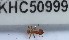  (Pheidole ADC9280 - YB-KHC50999)  @12 [ ] No Rights Reserved  Unspecified Unspecified