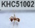  (Lophomyrmex - YB-KHC51002)  @12 [ ] No Rights Reserved  Unspecified Unspecified
