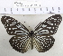  (Ideopsis vulgaris - YB-KHC12940)  @14 [ ] Unspecified (default): All Rights Reserved  Unspecified Unspecified