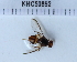  (Bactrocera sp. 213 MKC - KHC-002_F05)  @11 [ ] No Rights Reserved  Unspecified Unspecified