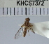  (Bactrocera sp. 202 MKC - KHC-002_F07)  @11 [ ] No Rights Reserved  Unspecified Unspecified