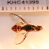  (Bactrocera propinqua - KHC-001_B04)  @12 [ ] No Rights Reserved  Unspecified Unspecified