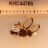  (Bactrocera sp. 211 MKC - KHC-001_G11)  @11 [ ] No Rights Reserved  Unspecified Unspecified