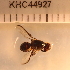  (Bactrocera sp. 212 MKC - KHC-001_G02)  @11 [ ] No Rights Reserved  Unspecified Unspecified