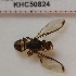  (Bactrocera sp. 203 MKC - KHC-001_D06)  @13 [ ] No Rights Reserved  Unspecified Unspecified