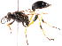  (Sceliphrinae - 14644SpheciD8)  @15 [ ] Copyright (2013) Joseph Gitau icipe