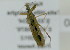  (Oncocephalus annulipes - NMK-ENTO 1880)  @11 [ ] Unspecified (default): All Rights Reserved  Unspecified Unspecified