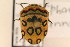  (Sphaerocoris annulus - TT 001)  @13 [ ] Copyright (2011) NMK National Museums of Kenya