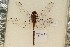  (Orthetrum chrysostigma - TT 481)  @14 [ ] Copyright (2011) NMK National Museums of Kenya